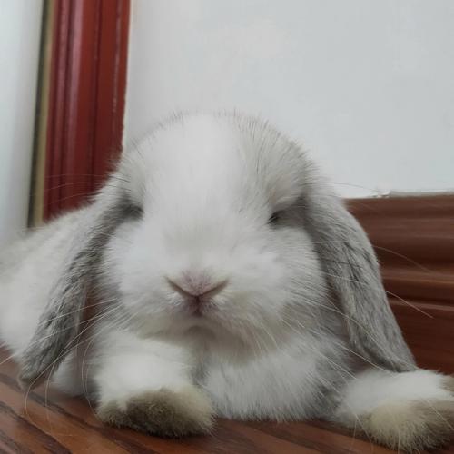 兔子的耳朵为什么有那么长(兔子的耳朵为什么这么好看)