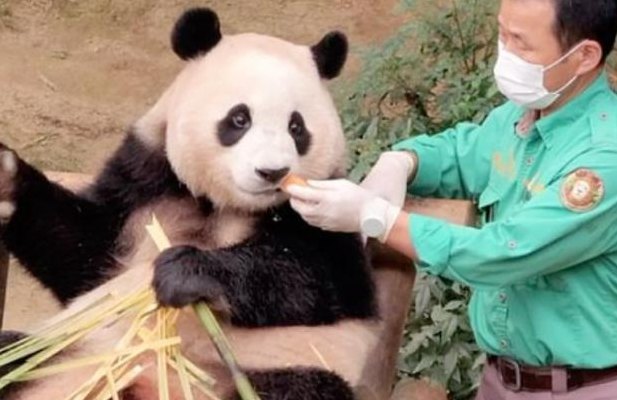 熊猫饲养员的招聘条件(熊猫饲养员招聘2020)