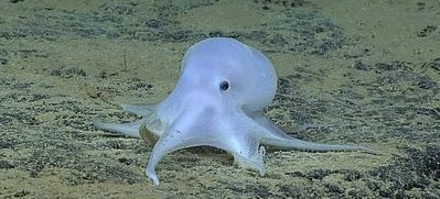 水生动物(深海生物生活之谜)  