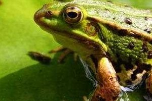 青蛙是益虫吗