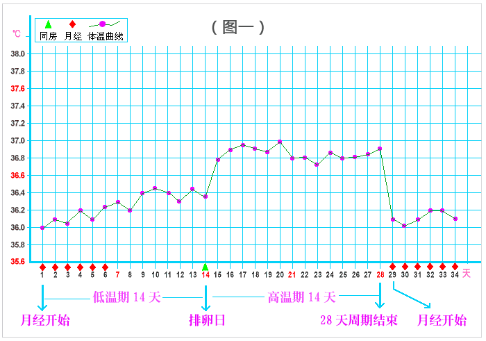 基础体温曲线图（基础体温曲线图怎么看排卵）