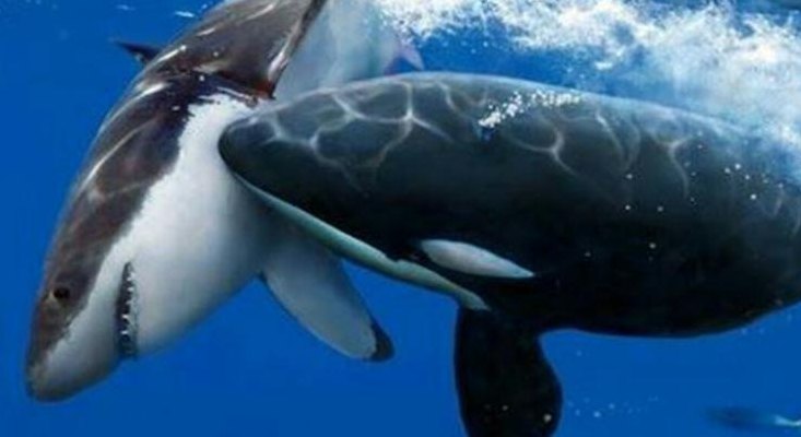 鲸鲨和蓝鲸谁大（鲸鲨vs蓝鲸）