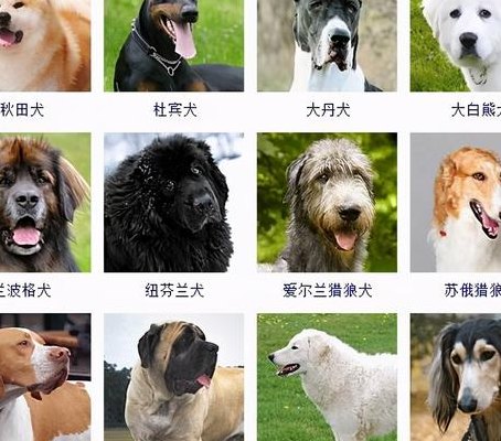 大型犬排名（大型犬排名前10名图片）