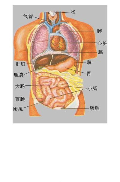 人身器官的位置图（人身体器官分布图片）