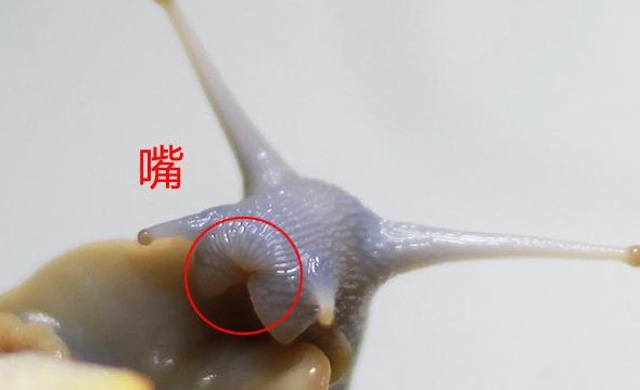 蜗牛的牙齿（蜗牛的牙齿有多少颗）